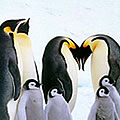  des pingouins homosexuels dcouverts par des chercheurs  -  Japon 